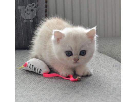 Ragdolls καθαρής φυλής